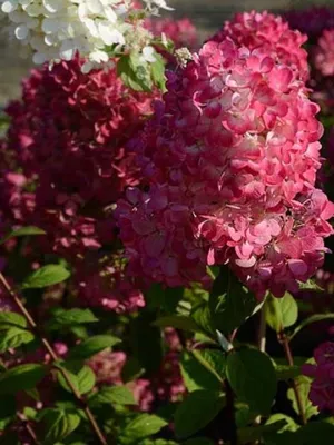 Гортензия метельчатая Даймонд Руж (Hydrangea paniculata Diamond Rouge)  1-2л, цена в Санкт-Петербурге от компании Вилла-планта (садовый центр и  питомник растений, ландшафтное бюро)