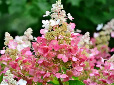 Гортензия метельчатая Даймонд Руж. (Hydrangea paniculata Diamand Rouge)  ШТАМБ купить в интернет-магазине ЦВІТСАД с доставкой по Украине