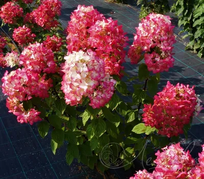 Купить Гортензия метельчатая Даймонд Руж Hydrangea paniculata Diamond Rouge  - в питомнике Флорини