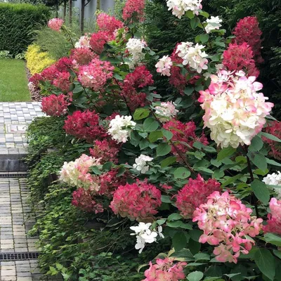 Гортензия метельчатая Даймонд Руж (Hydrangea paniculata Diamond Rouge) -  Сад удачи, интернет-магазин садовых растений