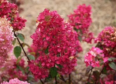 Коллекционный объект БСИ ДВО РАН: Hydrangea paniculata (Гортензия  метельчатая \"Даймонд Руж\")(Сорт:«Diamant Rouge»)