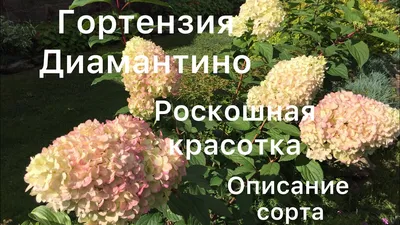 Гортензия метельчатая Диамантино (Hydrangea paniculata Diamantino) C10L –  Ваш сад