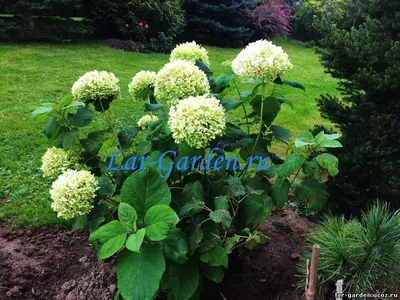 Гортензия древовидная (Hydrangea arborescens `Bounty`) - Гортензия  древовидная - Кустарники - Каталог - LESKOVO-PITOMNIK.ru