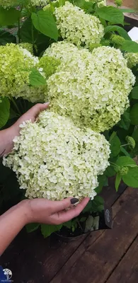 Гортензия древовидная Баунти~Hydrangea arborescens Bounty карлик — Садовые  неприхотливые многолетники, декоративные деревья и кустарники, купить.