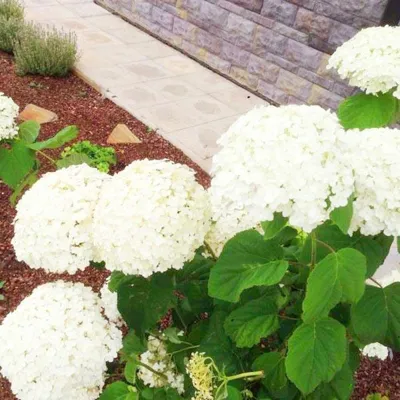 Гортензия древовидная Баунти (Hydrangea arborescens Bounty)