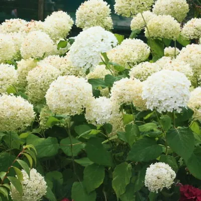 Гортензия древовидная Баунти (Hydrangea arborescens Bounty) | Курганская  обл.