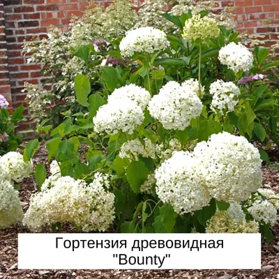 Гортензия древовидная (Hydrangea arborescens `Bounty`) - Гортензия  древовидная - Кустарники - Каталог - LESKOVO-PITOMNIK.ru