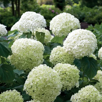 Гортензия древовидная Баунти/Hydrangea arborescens Bounty C3 - Гортензия  древовидная/Hydrangea arborescens - Садовый центр ЛЕТО