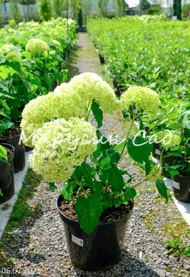 Гортензия метельчатая Инфинити/ Hydrangea paniculata Infinity 40-60 С7.5 -  Амрита