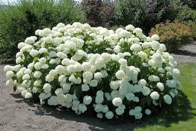 Гортензия древовидная (Hydrangea arborescens `Annabelle`) - Гортензия  древовидная - Кустарники - Каталог - LESKOVO-PITOMNIK.ru