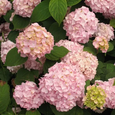 Гортензия древовидная Аннабель: купить в Москве саженцы Hydrangea  arborescens Annabelle в питомнике «Медра» по цене от 940 руб