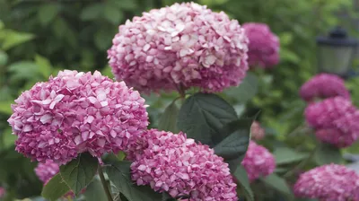 Hydrangea arborescens 'Bounty' -Гортензия древовидная - Hydrangea  arborescens 'Bounty' - cieplucha.com.pl