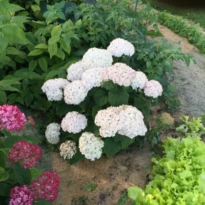 Гортензия древовидная/Hydrangea arborescens - Гортензия/Hydrangea - Садовый  центр ЛЕТО