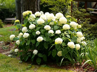 Гортензия древовидная Баунти/ Hydrangea arborescens Bounty 60-80 С7.5 СП -  Амрита