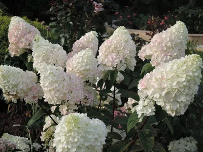 Гортензия древовидная Grandiflora (Hydrangea arborescens Grandiflora)