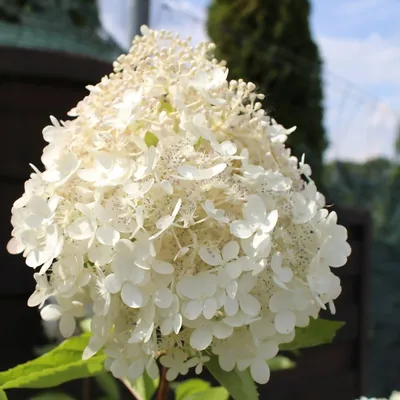 Гортензия метельчатая \"Грандифлора\" (Hydrangea paniculata \"Grandiflora\") -  Питомник и Садовый центр Русские Деревья