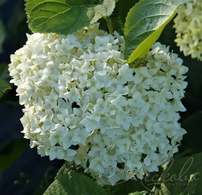 Гортензия древовидная (Hydrangea arborescens `Grandiflora`) - Гортензия  древовидная - Кустарники - Каталог - LESKOVO-PITOMNIK.ru