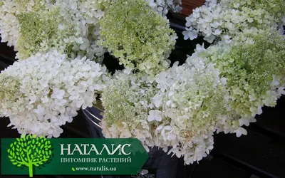 Гортензия древовидная Grandiflora (Hydrangea arborescens Grandiflora)