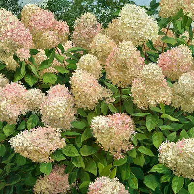 Гортензия древовидная (Hydrangea arborescens `Grandiflora`) - Гортензия  древовидная - Кустарники - Каталог - LESKOVO-PITOMNIK.ru