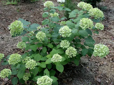 ГРАНДИФЛОРА гортензия древовидная / Hydrangea arborescens Grandiflora |  Декоративные растения и кустарники , каталог саженцев \"Вострасад\"