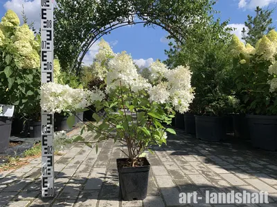 ☆Гортензия Grandiflora☆ купить в Екатеринбурге от 500 руб