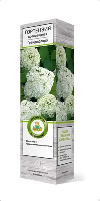 ☆Гортензия Grandiflora☆ купить в Екатеринбурге от 500 руб