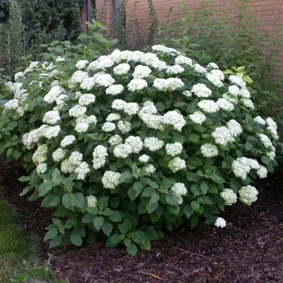 ГРАНДИФЛОРА гортензия древовидная / Hydrangea arborescens Grandiflora |  Декоративные растения и кустарники , каталог саженцев \"Вострасад\"