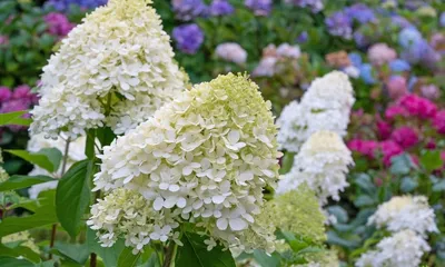 Гортензия древовидная 'Грандифлора' (Hydrangea arborescens 'Grandiflora')