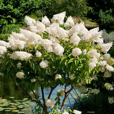 Гортензия древовидная Grandiflora (Hydrangea arborescens Grandiflora)