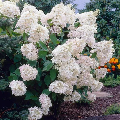 Гортензия Grandiflora - купить в Дмитрове, Москве и Московской области по  низкой цене