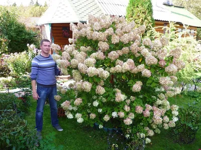 Гортензия древовидная/Hydrangea arborescens - Гортензия/Hydrangea - Садовый  центр ЛЕТО