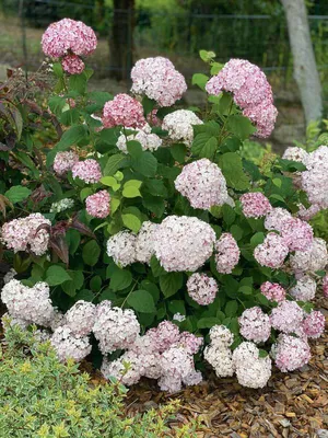 Гортензия древовидная Грандифлора (Grandiflora) - цены, фото и описание |  Купить саженцы для посадки с доставкой почтой в питомнике ДивоСад-СПб