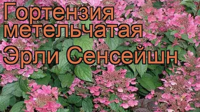 Гортензия Эрли Сенсейшен (Early Sensation): описание, посадка и уход,  размножение, фото