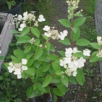 Гортензия Эрли Сенсейшен , второй год. Hydrangea paniculata Early Sensation  - YouTube