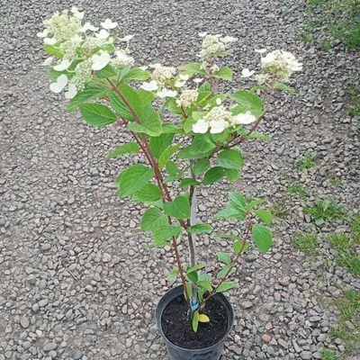 Hydrangea paniculata \"Early Sensation\", Гортензия метельчатая \"Эрли Сенсейшн\"  | Гортензия метельчатая, Гортензия