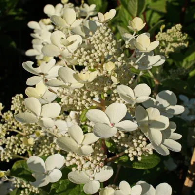 Саженцы Гортензии метельчатой Эрли Сенсейшн (Hydrangea paniculata Early  Sensation) Р9 (ID#1646363837), цена: 90 ₴, купить на Prom.ua