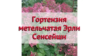 Гортензия древовидная. - Астильбы, гейхеры, гортензии, ирисы ,лилейники,  клематисы, молодила, очитки ,папоротники, примулы, флоксы, хосты,  хризантемы, фуксии, кустапники, другие многолетники. г. Ульяновск