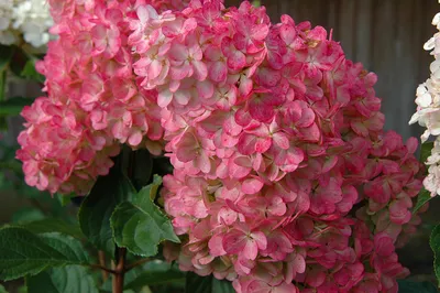 Hydrangea paniculata 'Early Harry', Гортензия метельчатая 'Ерли Харри'