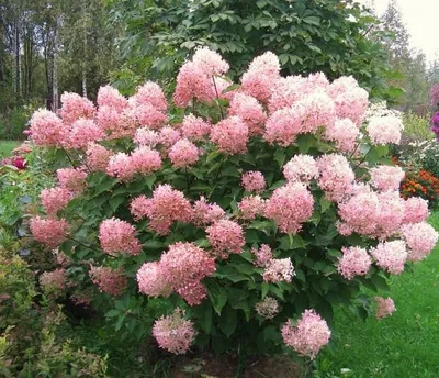 Гортензия метельчатая (Hydrangea paniculata `Phantom`) - Гортензия  метельчатая - Кустарники - Каталог - LESKOVO-PITOMNIK.ru