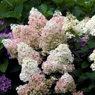 Гортензия метельчатая (Hydrangea paniculata `Phantom`) - Гортензия  метельчатая - Кустарники - Каталог - LESKOVO-PITOMNIK.ru