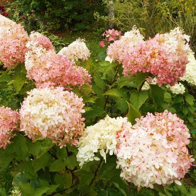 Hydrangea paniculata Phantom Гортензия метельчатая Фантом ШТАМБ | sadko.by