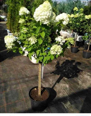 Гортензия метельчатая Фантом (Hydrangea paniculata Phantom) – Ваш сад