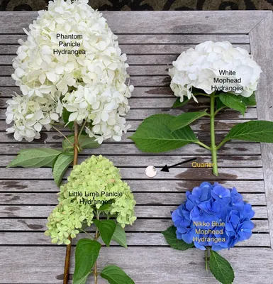 Саженец метельчатой гортензии 'Фантом'/Hydrangea arborescens 'Phantom'  С3/30-40 — цена в Оренбурге, купить в интернет-магазине, характеристики и  отзывы, фото