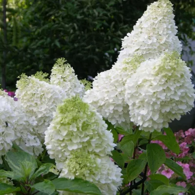 Гортензия Фантом (HYDRANGEA PANICULATA PHANTOМ) в конт C2 - купить по  лучшей цене в Полтаве от компании \"Сад Полтавы\" - 1644041210