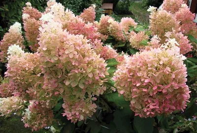 Гортензия метельчатая Фантом (Hydrangea paniculata Phantom) недорого -  Зелёная Гавань