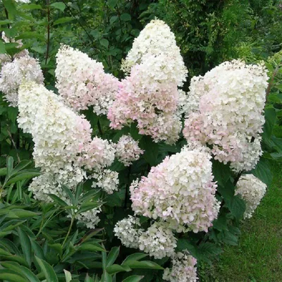 Купить Гортензия метельчатая Фантом Hydrangea paniculata Phantom - в  питомнике Флорини