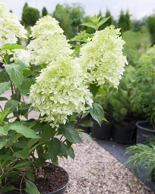 Гортензия метельчатая (Hydrangea paniculata `Phantom`) - Гортензия  метельчатая - Кустарники - Каталог - LESKOVO-PITOMNIK.ru