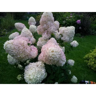 Гортензия метельчатая \"Фантом\" (Hydrangea paniculata \"Phantom\") | \"Кедр\"  Питомник растений в СПб