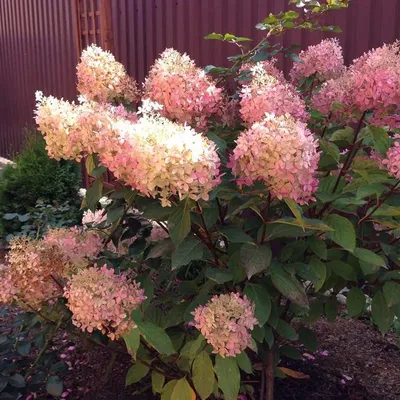 Саженец метельчатой гортензии 'Фантом'/Hydrangea arborescens 'Phantom'  С3/30-40 — цена в Оренбурге, купить в интернет-магазине, характеристики и  отзывы, фото