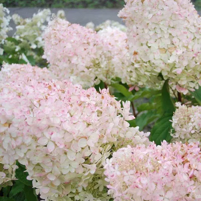 Купить Гортензия метельчатая \"Фантом\" (Hydrangea paniculata 'Phantom') от  999 руб. в интернет-магазине Архиленд с доставкой почтой по Москве и в  регионы